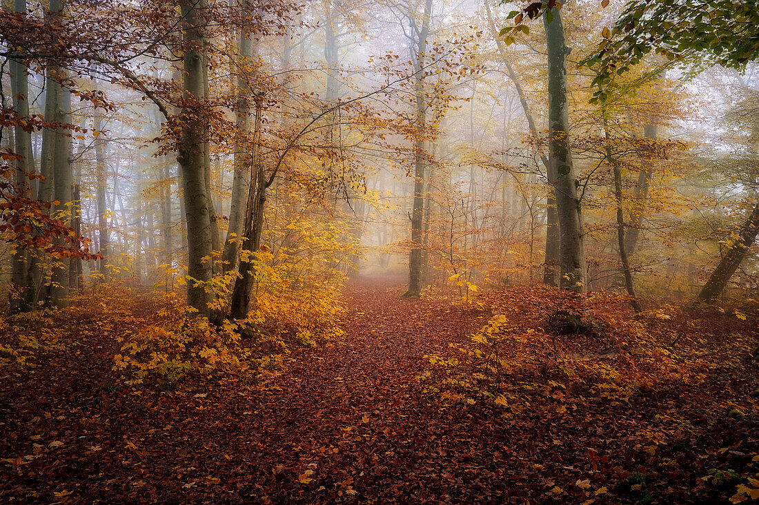 Morning mood in the beech forest in autumn south of Munich, Bavaria, Germany, Europe