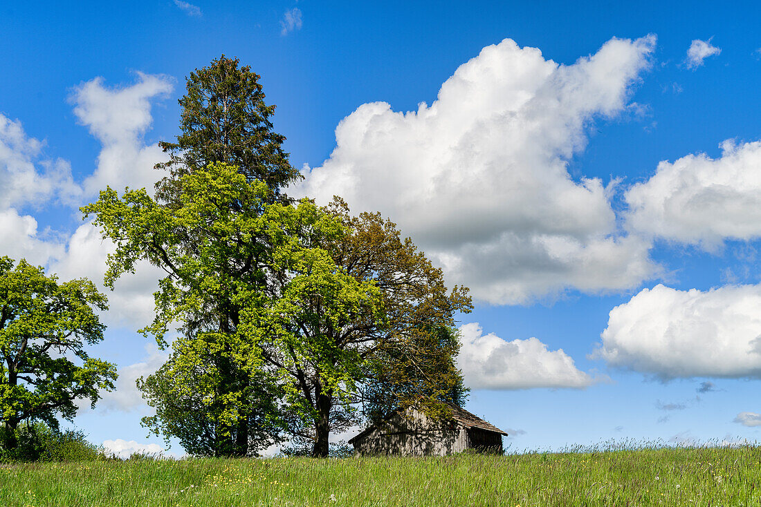 Feldscheune im Oberland an einem sonnigen Frühlingstag, Weilheim, Bayern, Deutschland, Europa