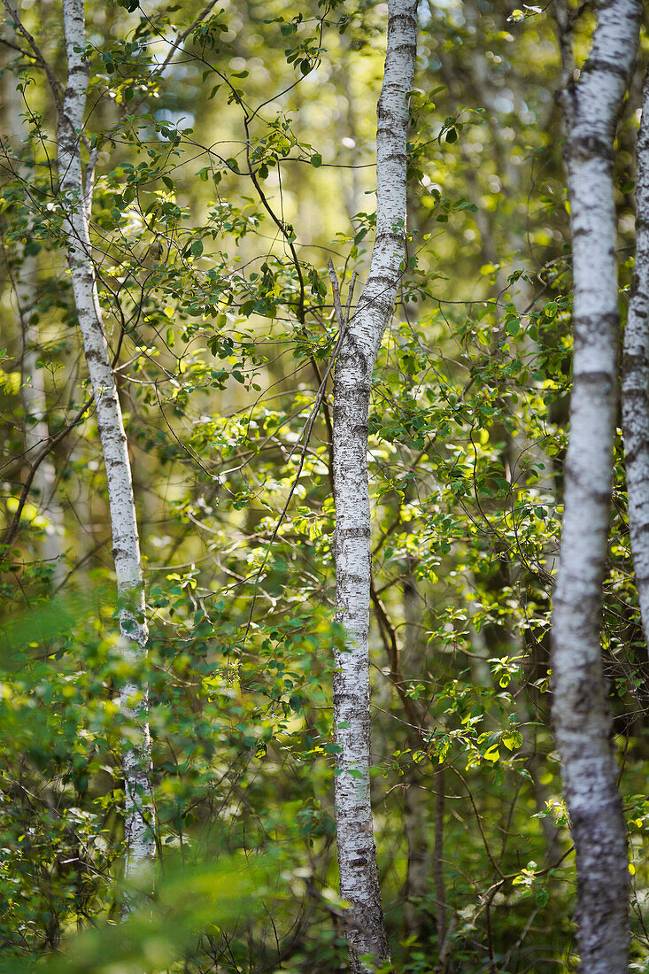 Young birch trees in the summer forest, Bavaria, Germany, Europe