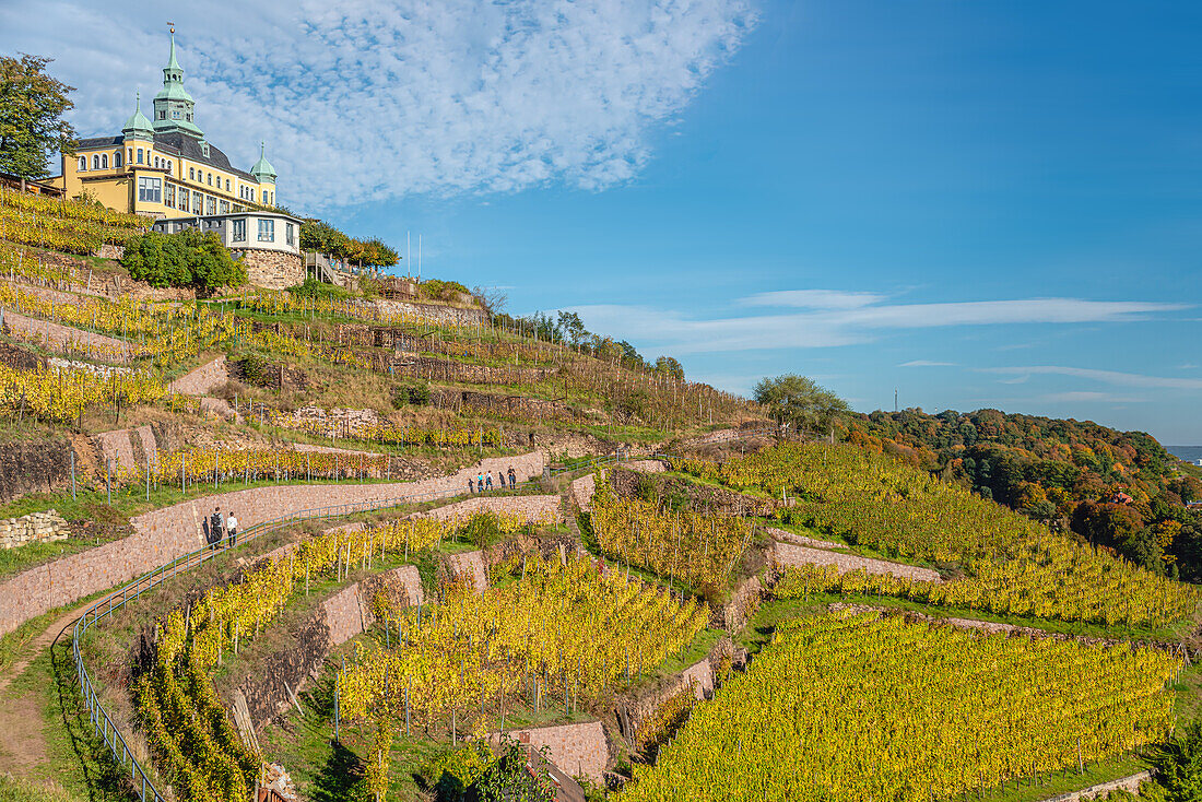 Vineyards of Radebeul in autumn, with the Spitzhaus in the background, Saxony, Germany
