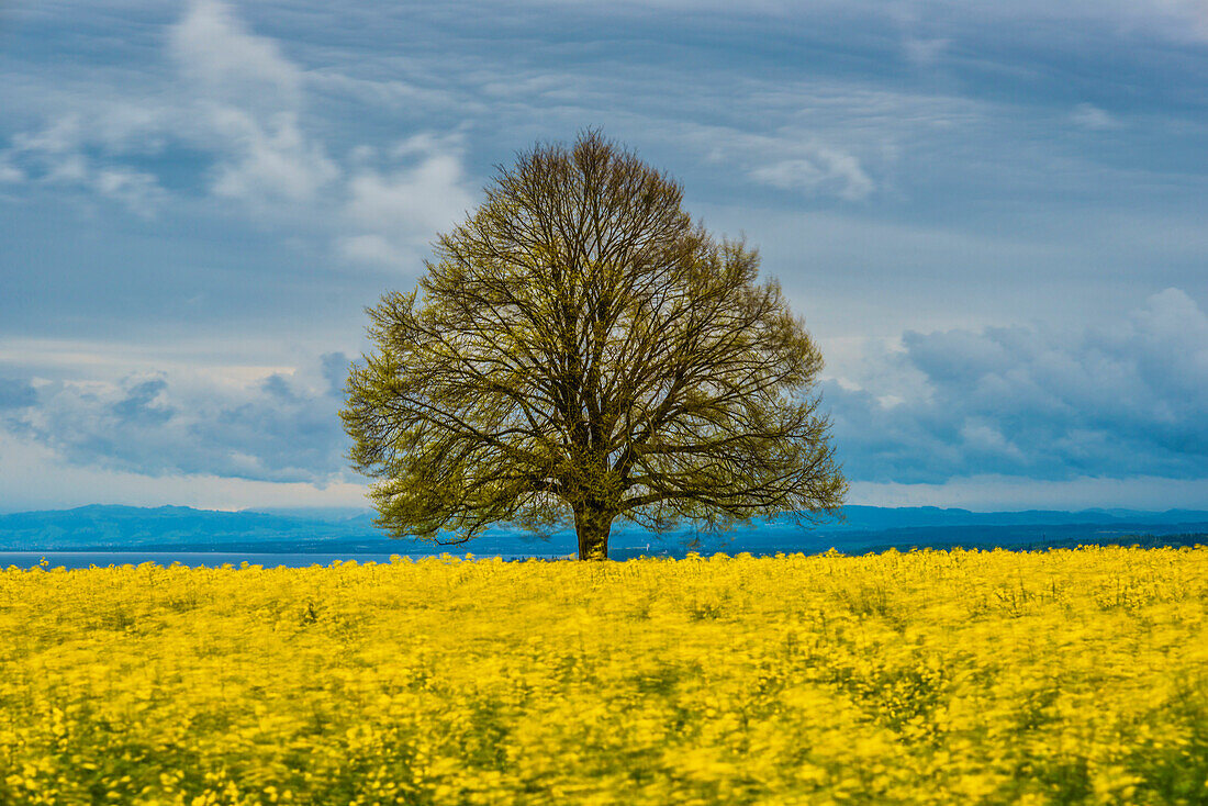 Lime tree (Tilia) on the Hödinger Berg, Hödingen, Lake Constance district, Upper Swabia, Baden-Wuerttemberg, Germany, Europe