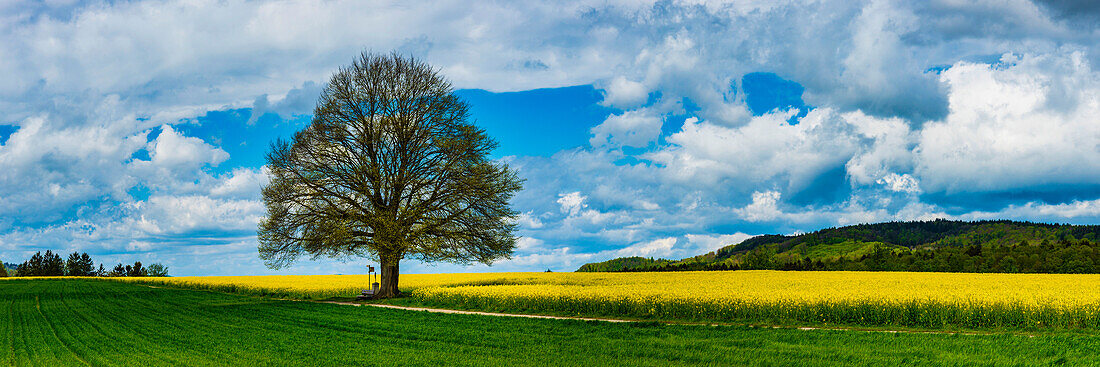 Lime tree (Tilia) on the Hödinger Berg, Hödingen, Lake Constance district, Upper Swabia, Baden-Wuerttemberg, Germany, Europe