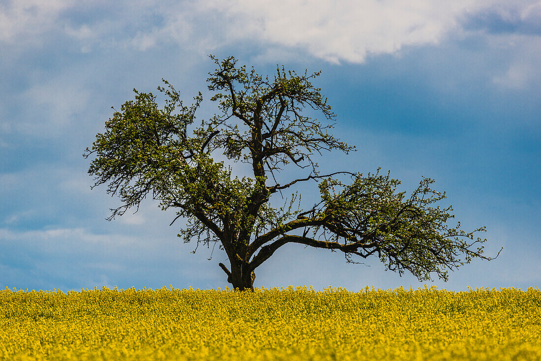 Blühender Apfelbaum (Malus domestica), auf dem Hödinger Berg, Hödingen, Bodenseekreis, Oberschwaben, Baden-Württemberg, Deutschland, Europa