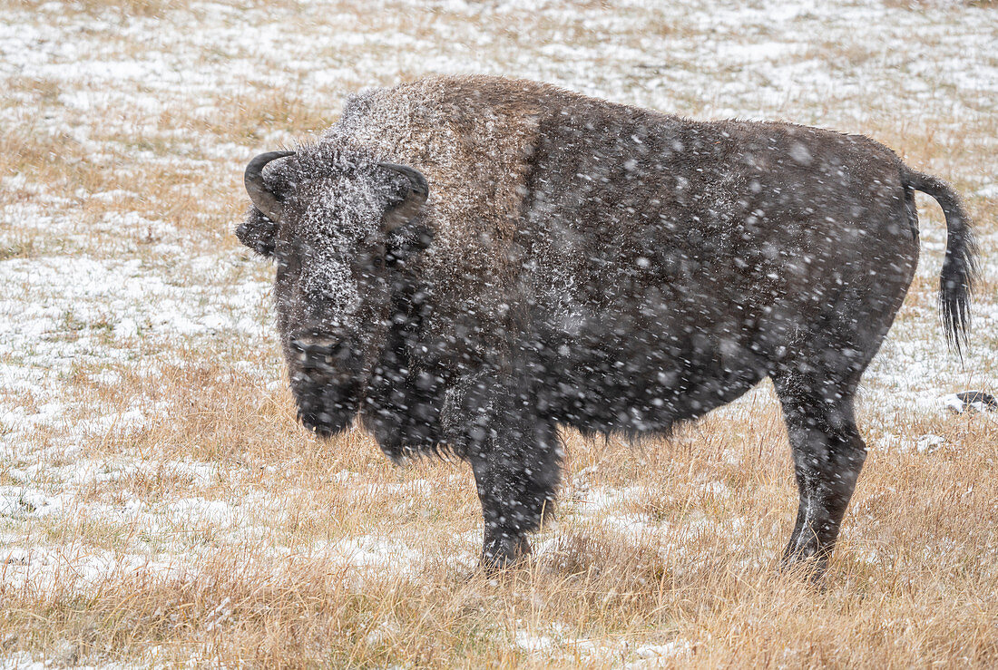 Amerikanischer Bison (Bison Bison), stehend im Schneesturm, Grand Teton National Park, Wyoming, Vereinigte Staaten von Amerika, Nordamerika