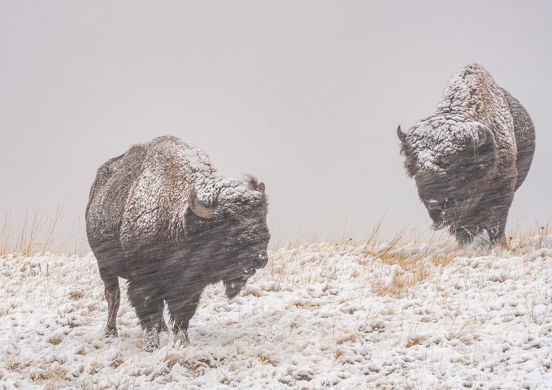 Amerikanischer Bison (Bison Bison) in einem treibenden Schneesturm, Badlands National Park, South Dakota, Vereinigte Staaten von Amerika, Nordamerika