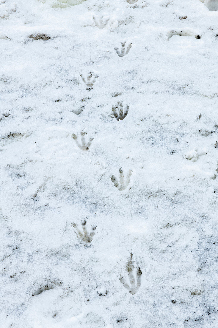 Penguin footprints in the snow, Antarctica, Polar Regions