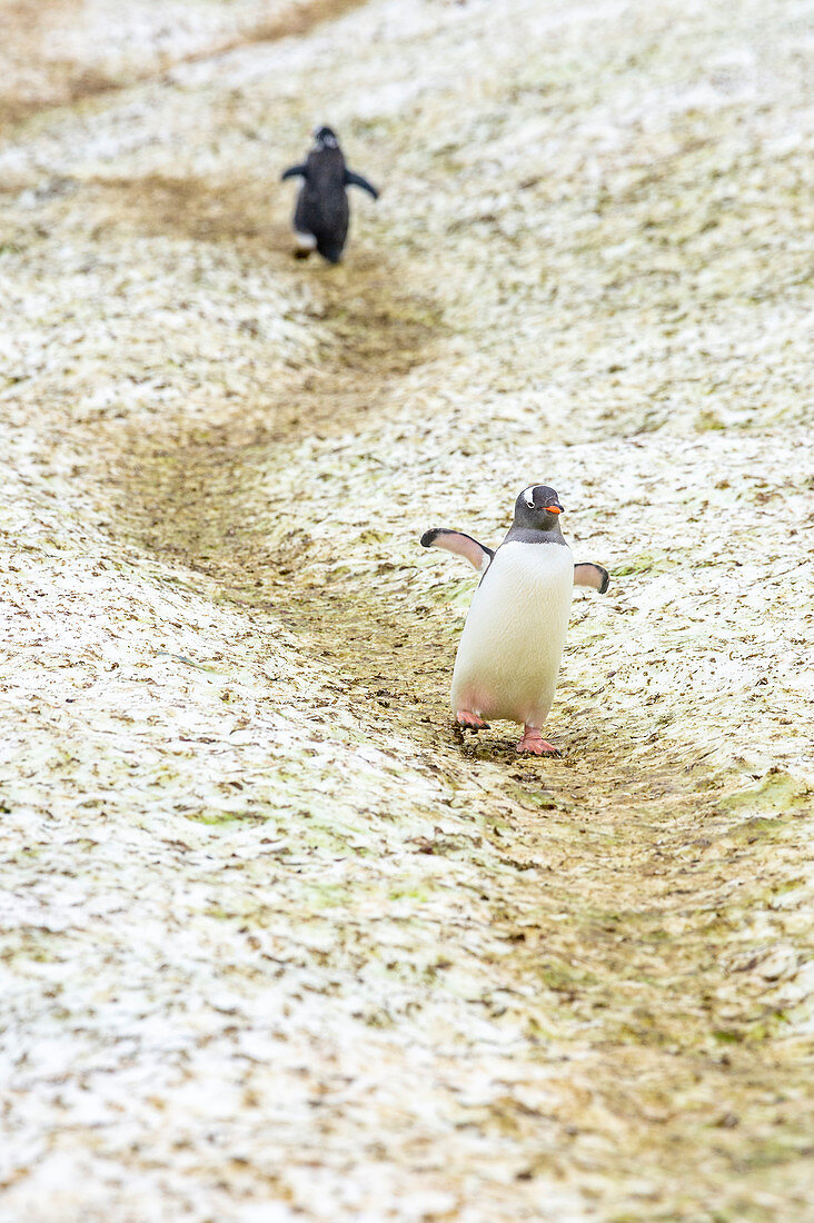 Pinguine, die auf Wegen zum und vom Ozean, der Antarktis, den Polarregionen gehen