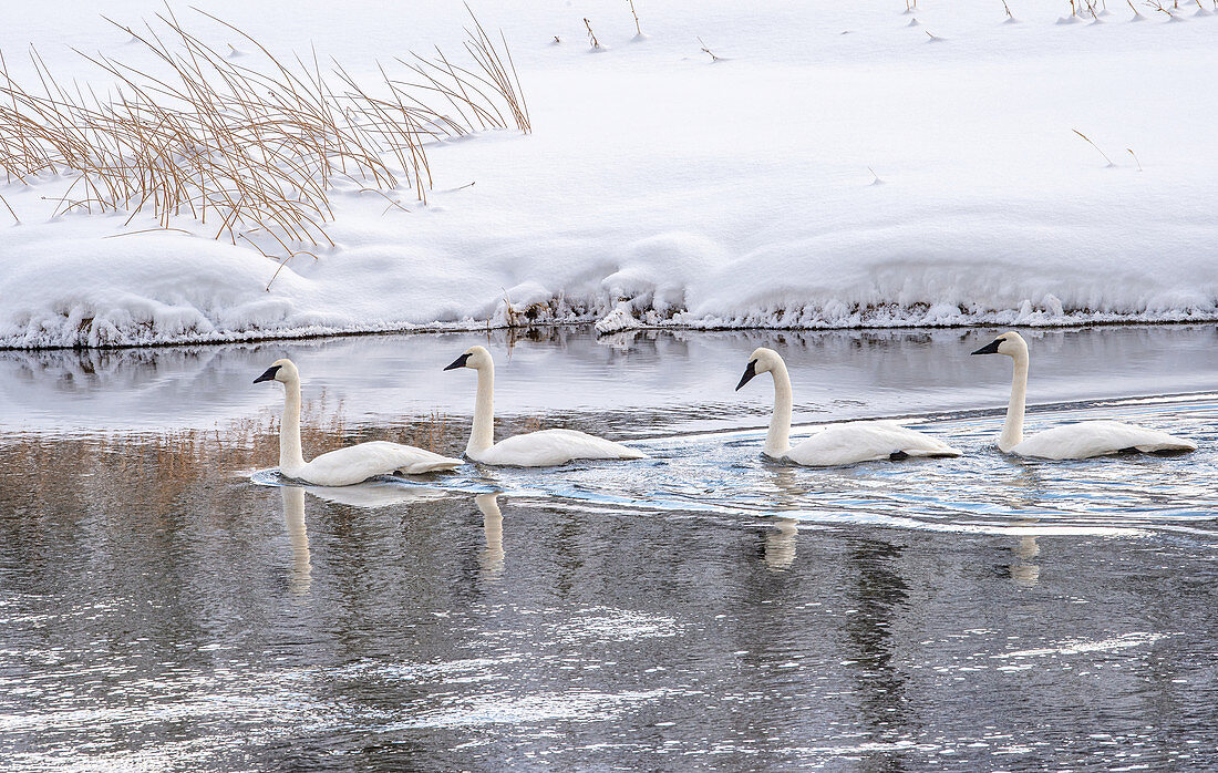Four trumpeter swans (Cygnus buccinator), on the river with reflection, Yellowstone National Park, UNESCO World Heritage Site, Wyoming, United States of America, North America
