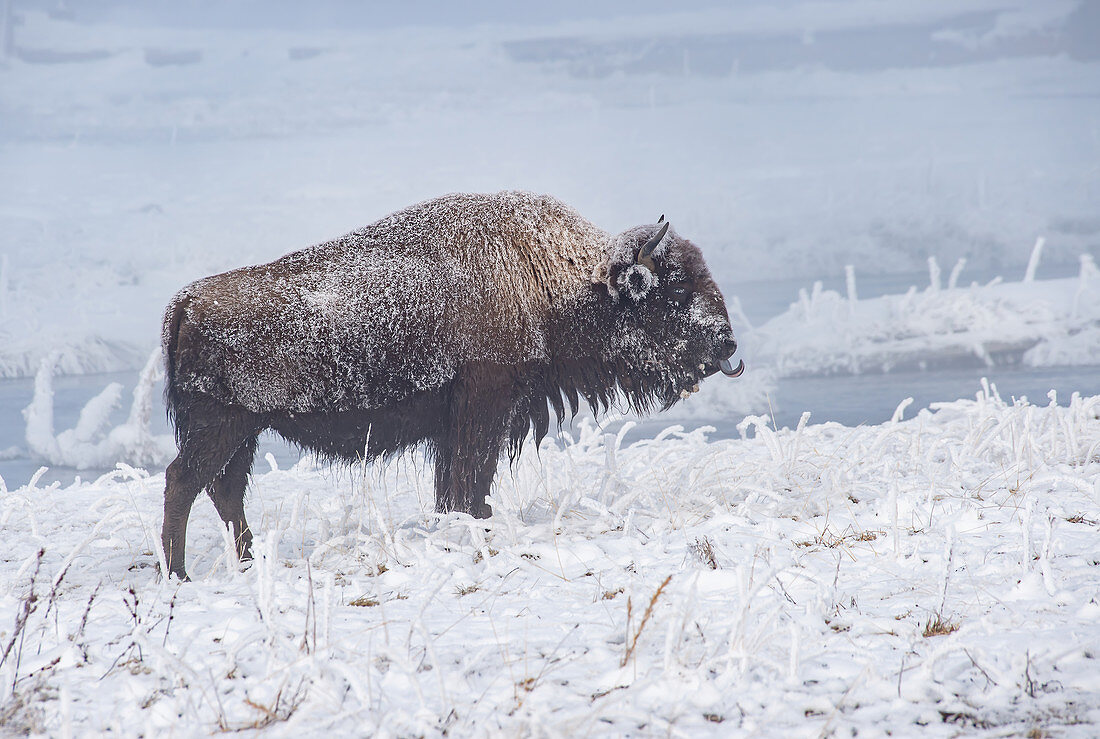 Frozen bison (Bison bison), sticking out tongue, Yellowstone National Park, UNESCO World Heritage Site, Wyoming, United States of America, North America