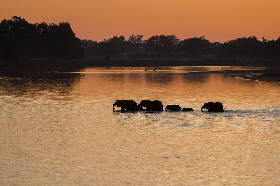 Schattenbild der Elefanten (Loxodonta), die den Fluss im Morgenlicht, Süd-Luangwa-Nationalpark, Sambia, Afrika kreuzen