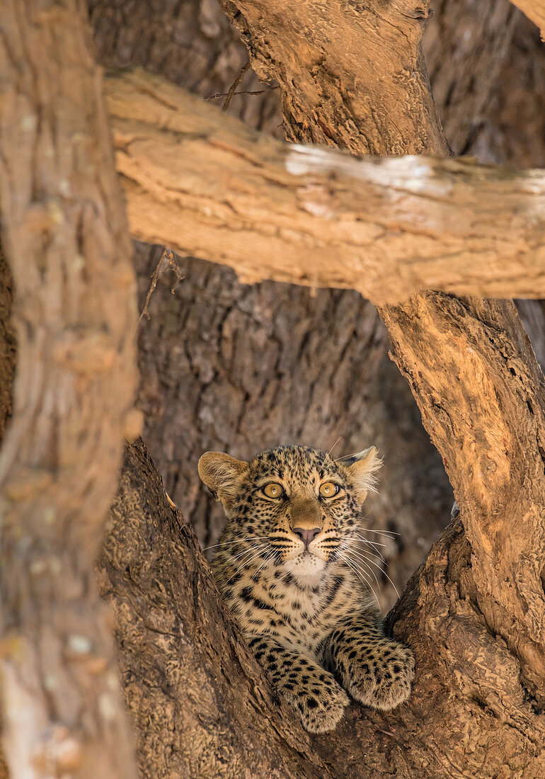 Junger Leopard (Panthera pardus), gerahmt von Zweigen, Süd-Luangwa-Nationalpark, Sambia, Afrika