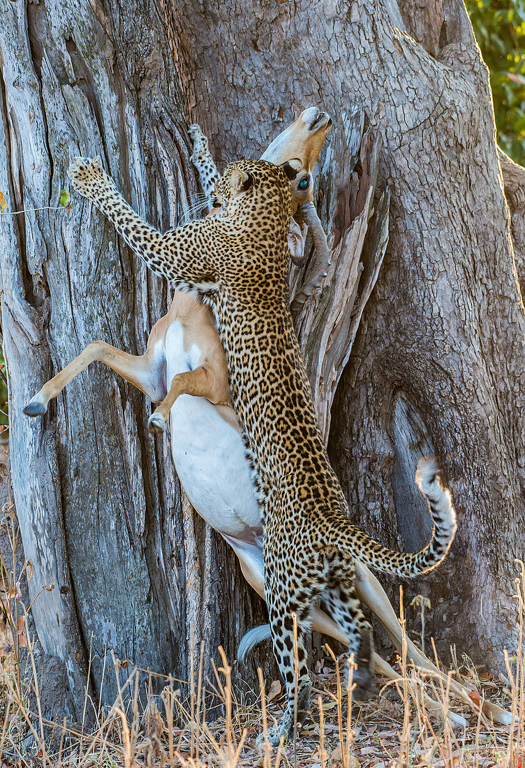Leopard (Panthera pardus), der Impala (Aepyceros melampus) in Baum, Süd-Luangwa-Nationalpark, Sambia, Afrika nimmt