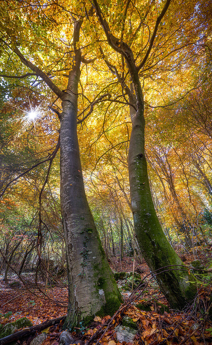 Herbstlaubbild von zwei hoch aufragenden Bäumen und Sunburst zwischen den Zweigen, Lessinia, Venetien, Italien, Europa