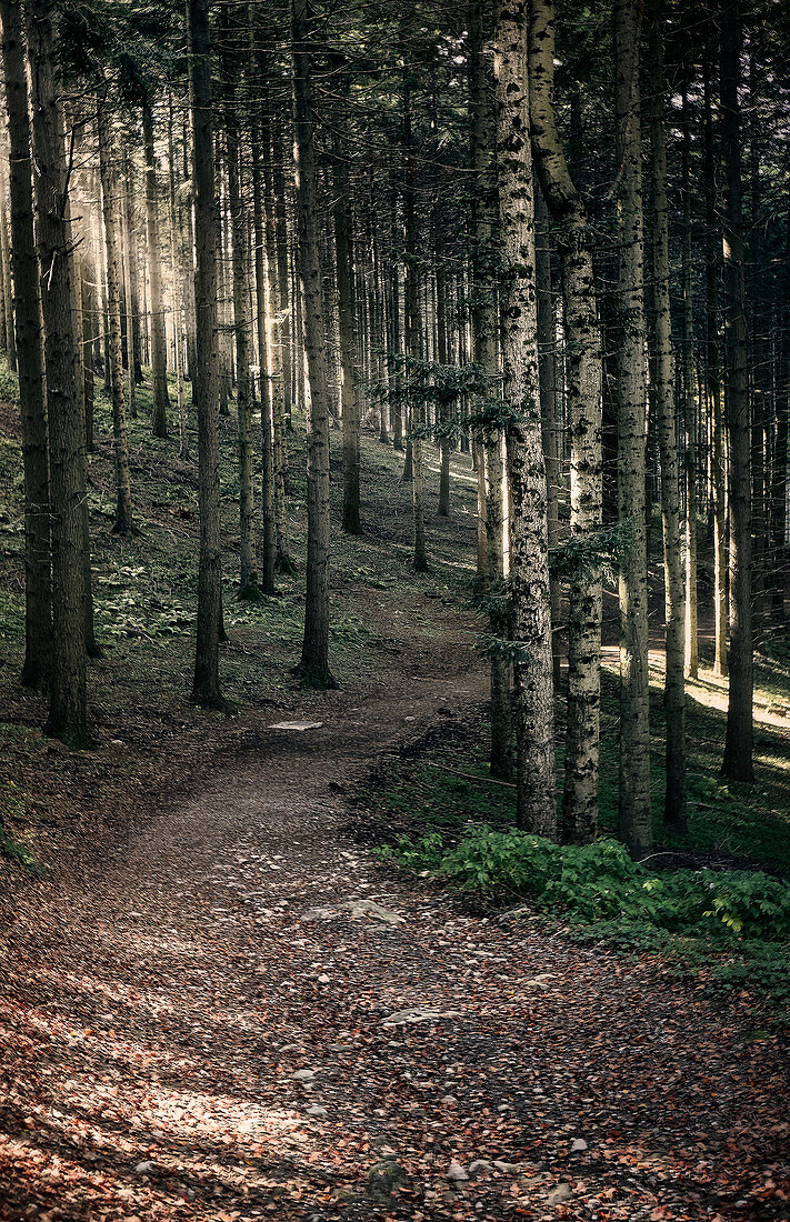 Weg in den Wäldern mit Sonnenlicht, das durch die Bäume, Dardagna-Wasserfälle, Parco Regionale del Corno alle Skala, Emilia Romagna, Italien, Europa filtert