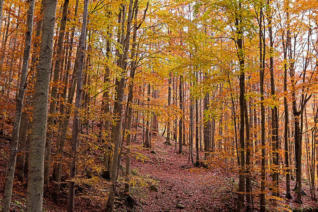 Foliage colors in a beech wood, Parco Regionale del Corno alle Scale, Emilia Romagna, Italy, Europe