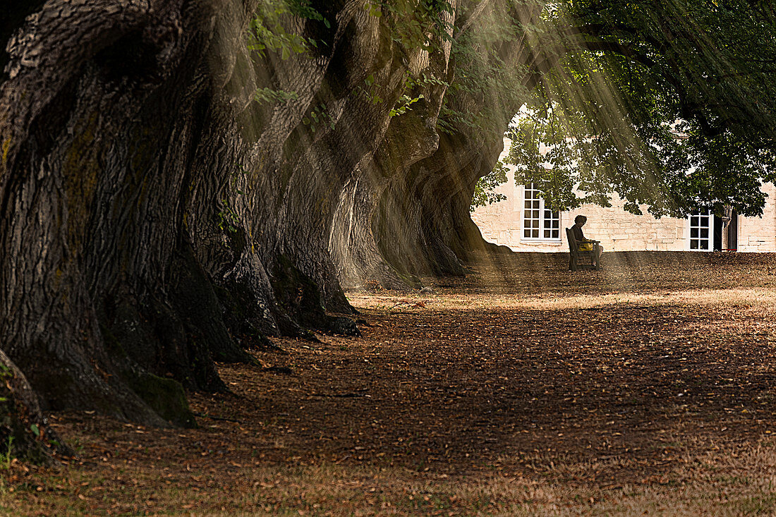 Eine Person, die friedlich in einer von Bäumen gesäumten Gasse mit Sonnenstrahlen sitzt, die durch Blätter filtern, Noirlac Abbey, Cher, Frankreich, Europa