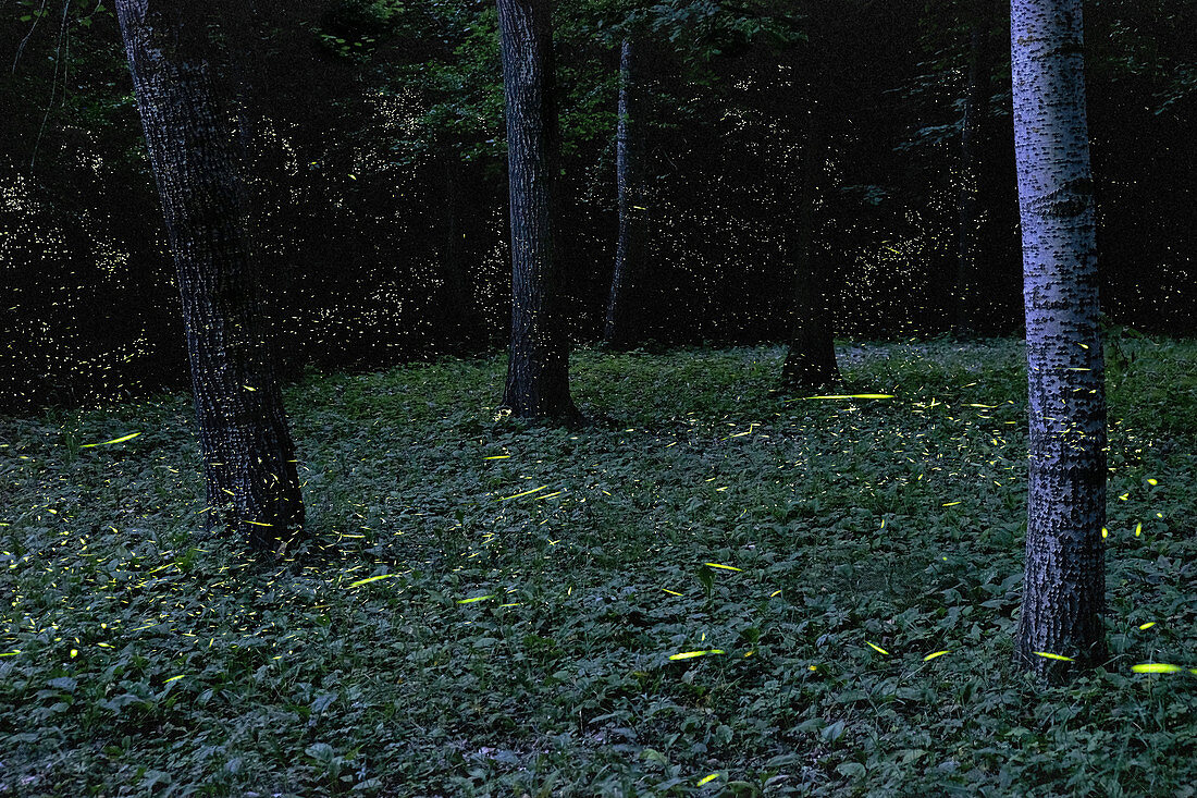 Glühwürmchen im Wald, Emilia Romagna, Italien, Europa