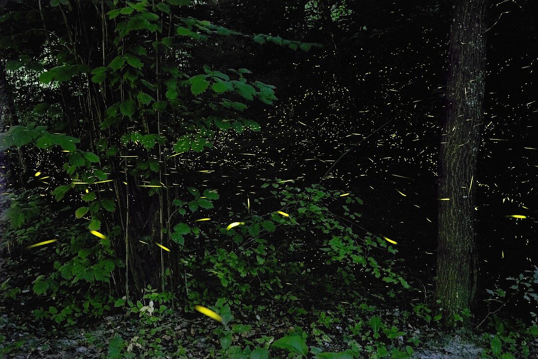 Fireflies in the woods, Emilia Romagna, Italy, Europe
