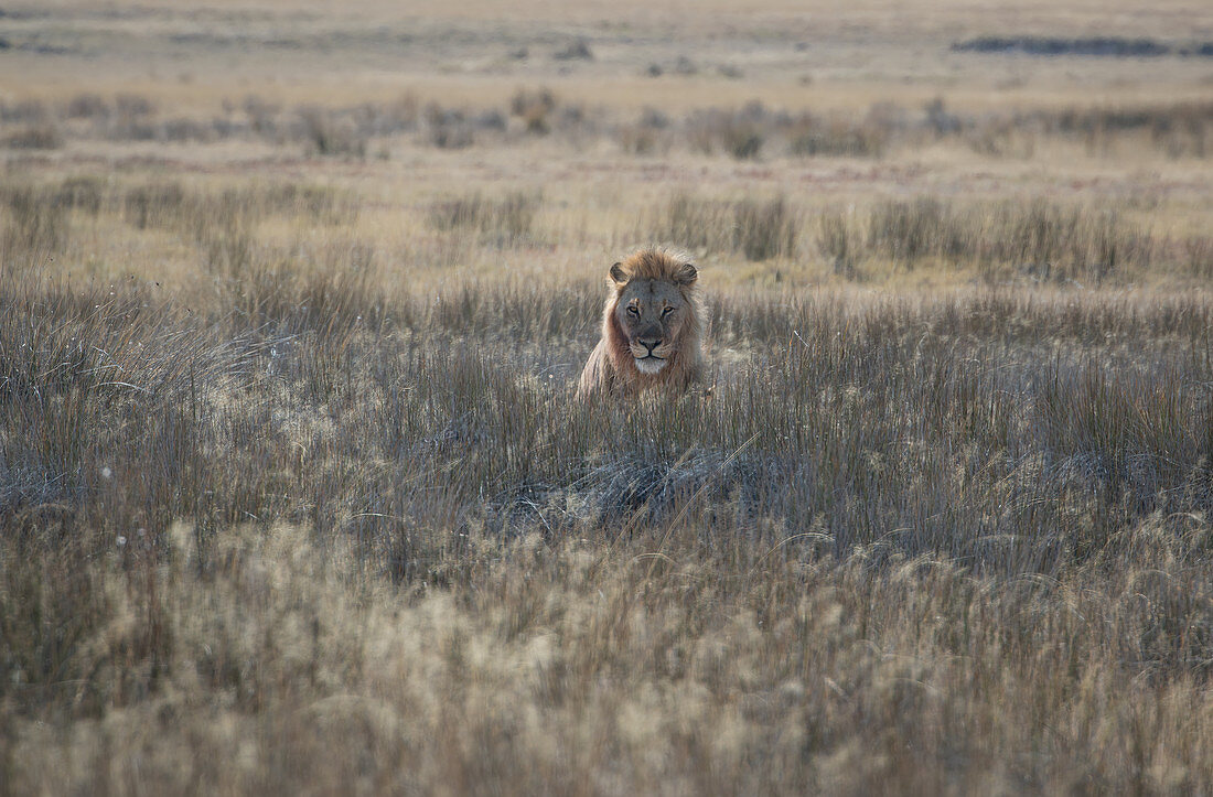 Männlicher Löwe (Panethera Leo), der in der Savanne, Etosha Nationalpark, Namibia, Afrika sitzt