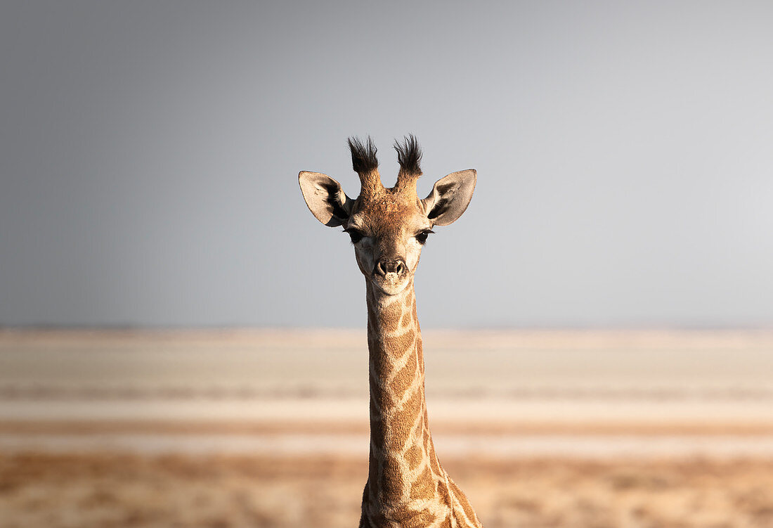 Porträt einer Giraffe (Giraffa camelopardalis), Namibia, Afrika