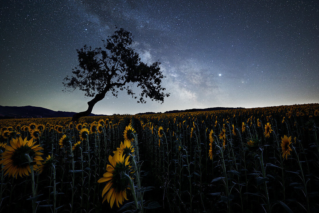 Milky Way above a sunflowers field with a bent tree silhouette, Emilia Romagna, Italy, Europe