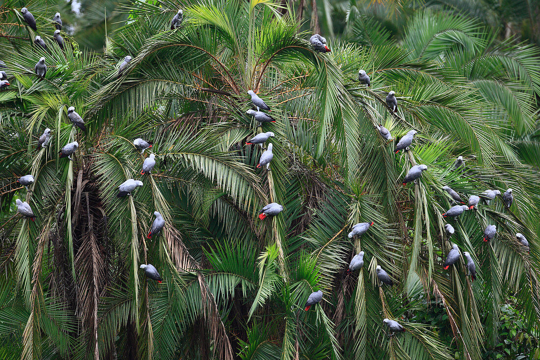 Graupapagei (Psittacus erithacus) Schwarm in Palmen, Lobeke National Park, Kamerun