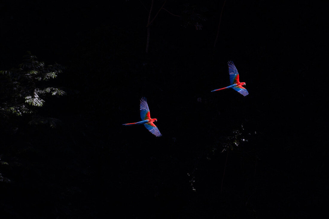 Brazil, Mato Grosso Do Sul, Jardim, Scarlet macaws (Ara Macao) in flight
