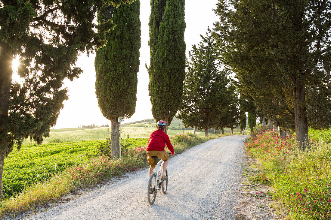 Radfahrer auf einem von Bäumen gesäumten Feldweg bei Sonnenuntergang, Toskana