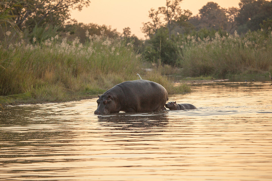Ein Nilpferd und ein Kalb, Hippopotamus amphibius, gehen bei Sonnenuntergang durch einen Fluss