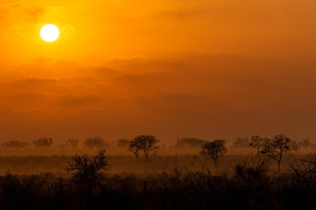 Ein Sonnenaufgang über dem Wildreservat, Baumsilhouetten im Vordergrund.