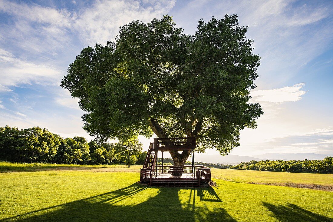 USA,Utah,Salem,Big tree with wooden tree house