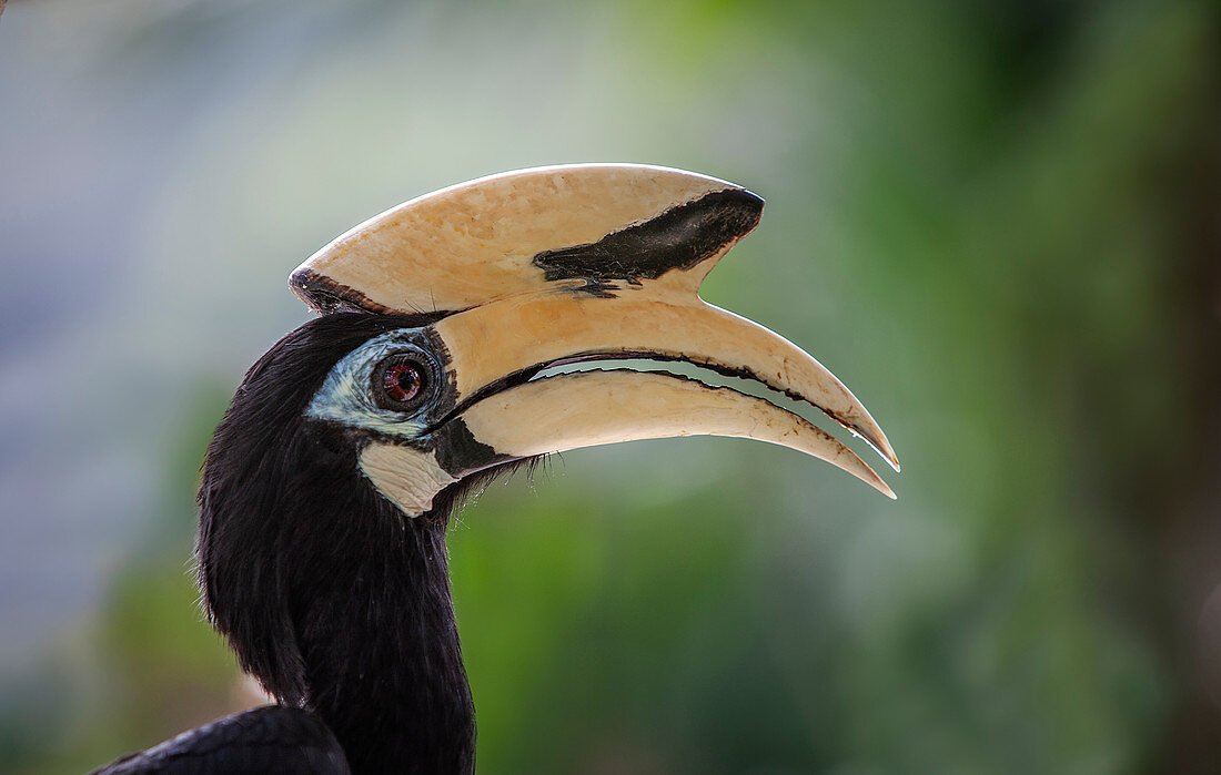 Malaysia, Kopf der Oriental Pied Nashornvogel (Anthracoceros Albirostris)