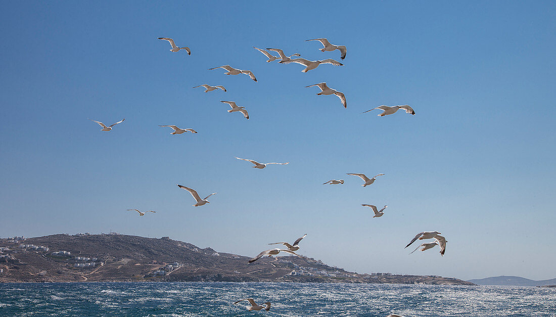 Greece,Cyclades Islands,Mykonos,Chora,Seagulls flying over sea