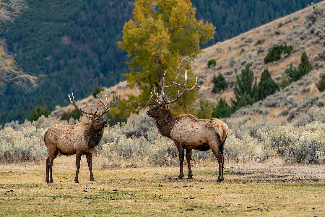 USA, Wyoming, Yellowstone-Nationalpark, Elch (Cervus Elaphus) Bullen im Sparring-Duell um die Vorherrschaft im Yellowstone-Nationalpark