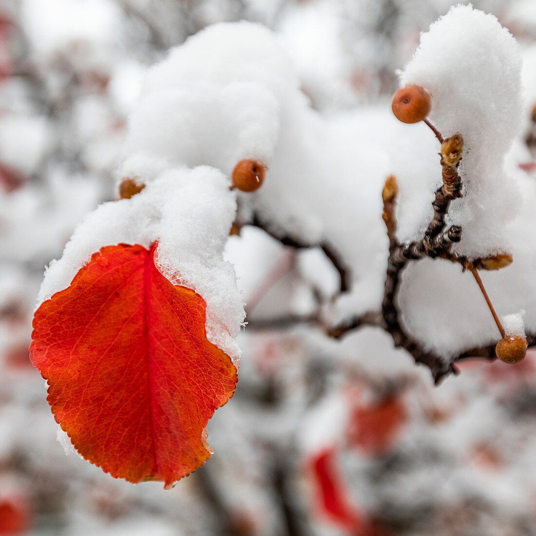 Nahaufnahme von roten Herbstlaub auf Ast mit Schnee bedeckt