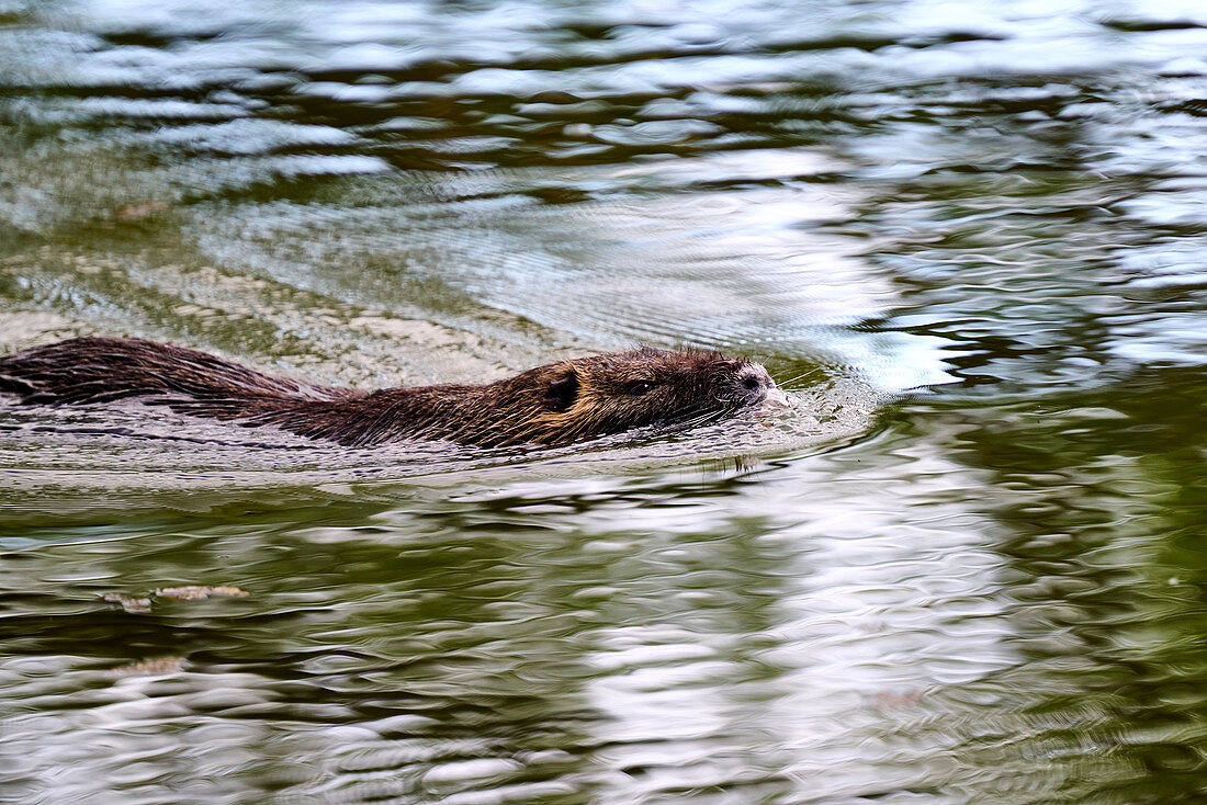 Nutria am Rheinufer, Bad Honnef, Nordrhein-Westfalen, Deutschland