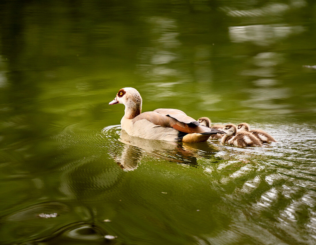 Young Egyptian goose family with three chicks on the Rhine, Bad Honnef, NRW, Germany