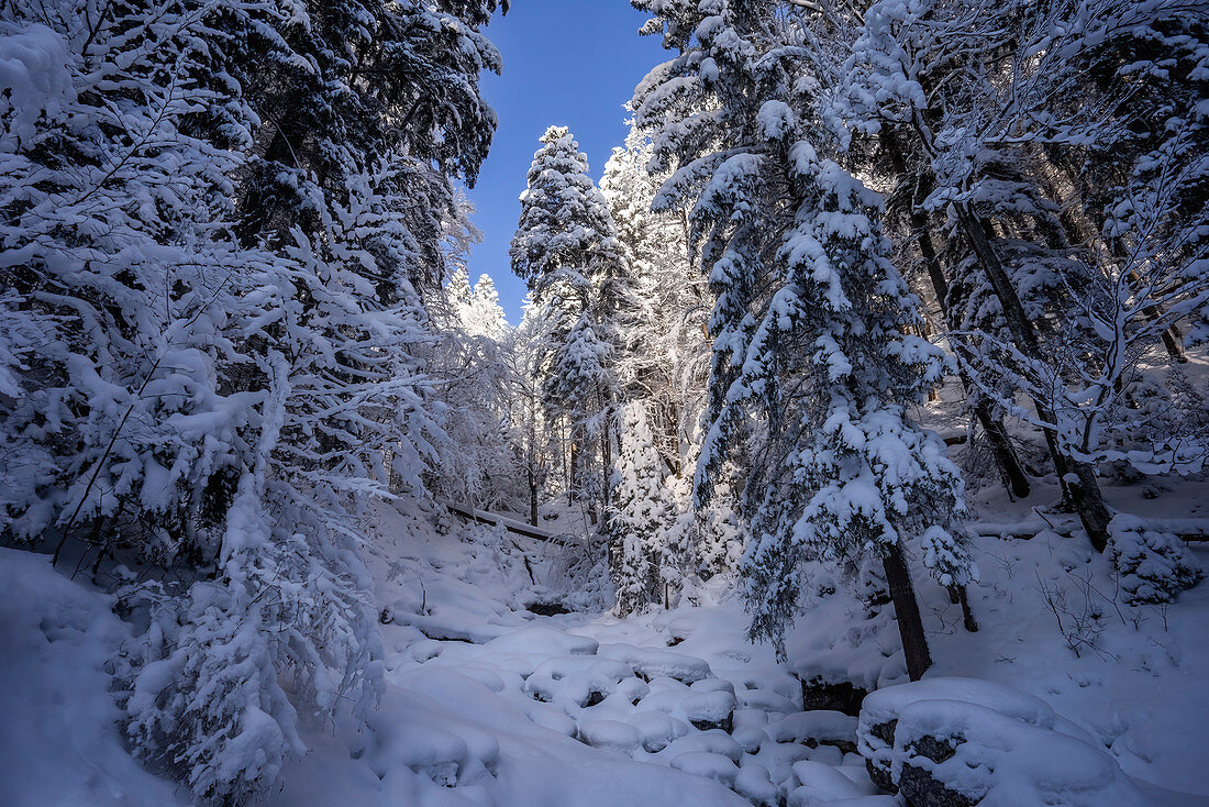 Winterlicher Bergwald oberhalb vom Eibsee, Grainau, Bayern, Deutschland, Europa