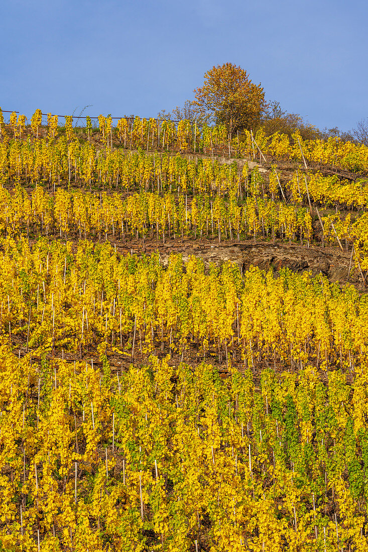 October afternoon in the vineyards near Winningen, Rhineland Palatinate, Germany, Europe