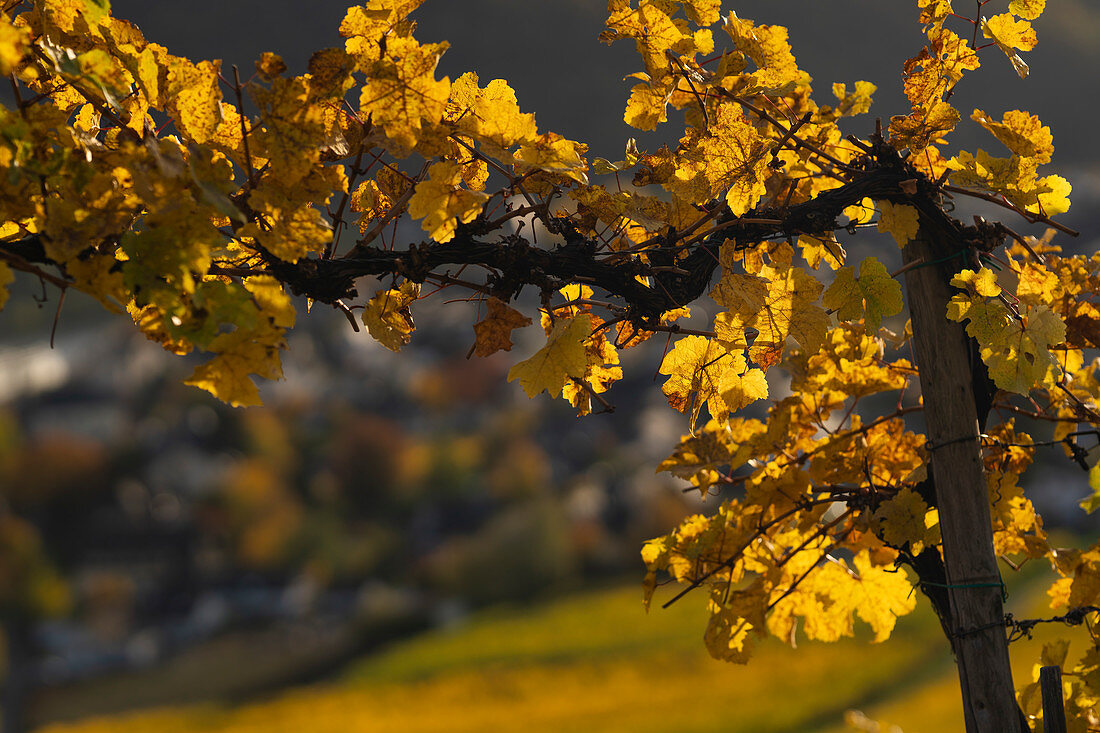 View of autumn vine leaves, Winningen, Moselle Valley, Rhineland-Palatinate, Germany, Europe