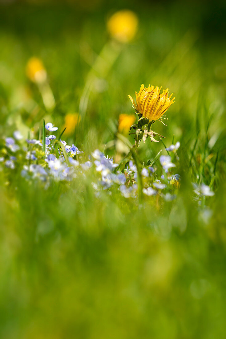 Dandelions and forget-me-nots in a meadow in the sunlight, Bavaria, Germany, Europe