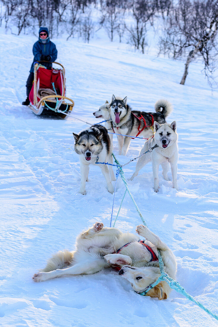 Hundeschlittentour bei Indset, Huskyfarm von Björn Klauer, Bardufoss, Norwegen