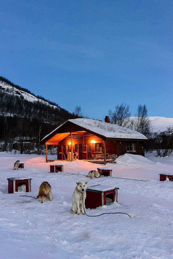Sled dog in front of his hut, Björn Klauer's husky farm, Bardufoss, Norway