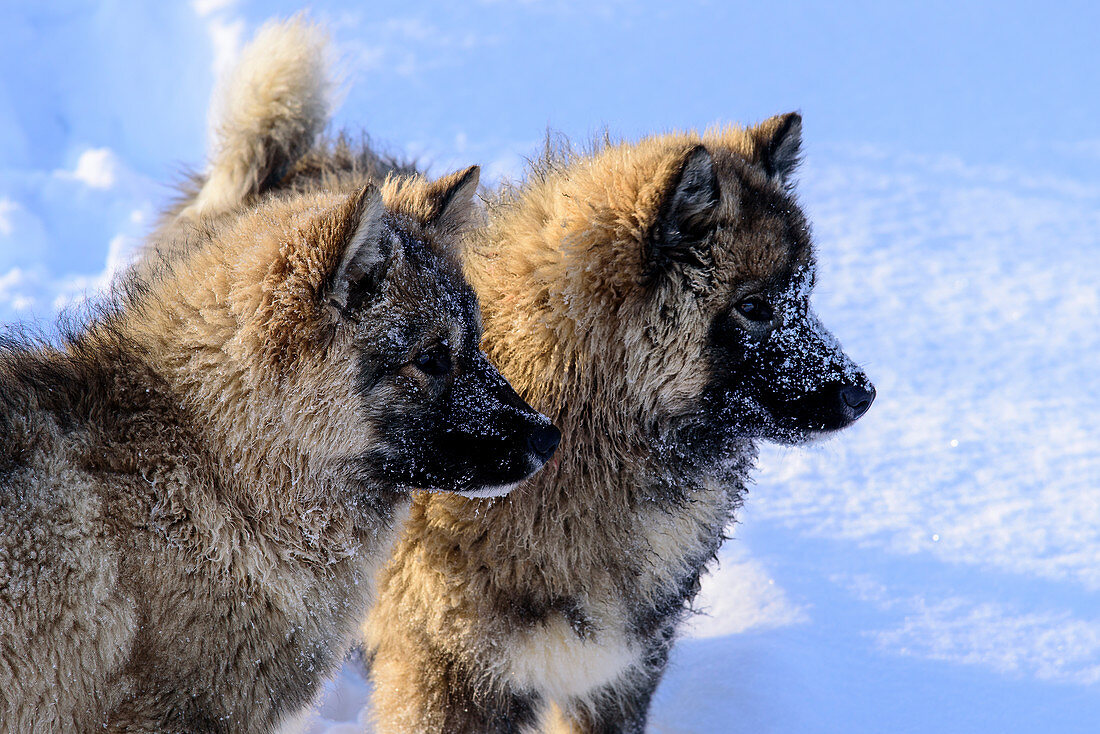 Junge Schlittenhunde spielen, Huskyfarm von Björn Klauer, Bardufoss, Norwegen