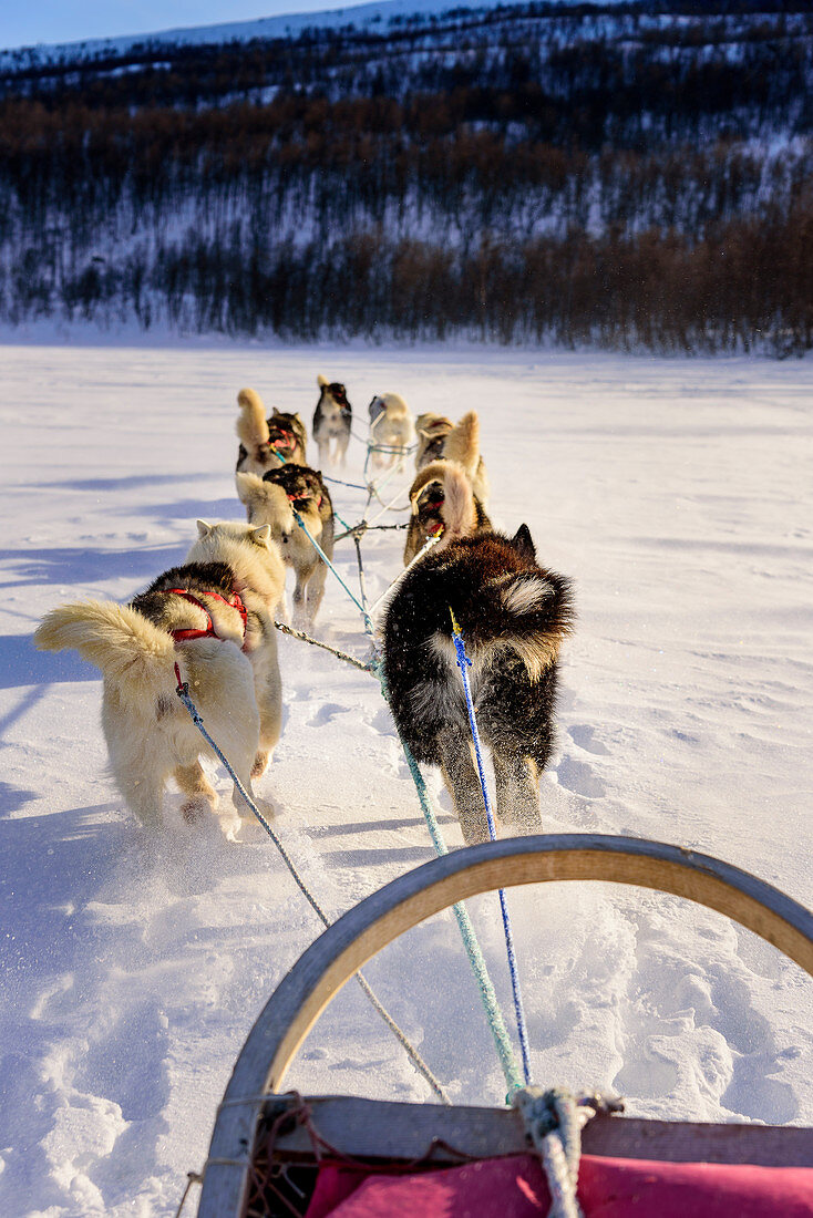 Dog sledding tour near Indset, Björn Klauer's husky farm, Bardufoss, Norway