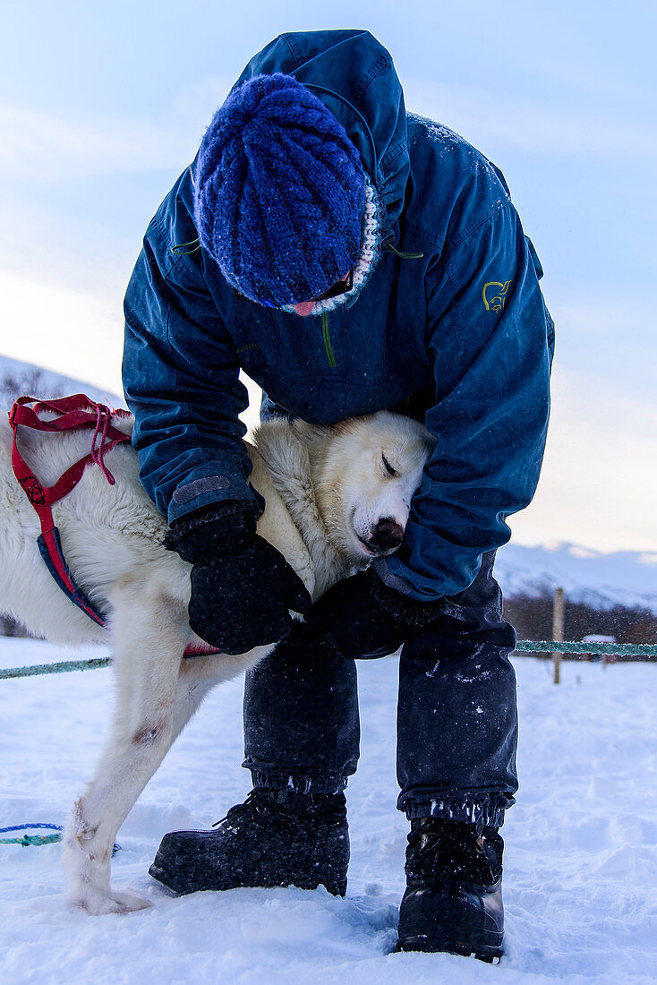 Kuscheln mit den Hunden nach Hundeschlittentour bei Indset, Huskyfarm von Björn Klauer, Bardufoss, Norwegen