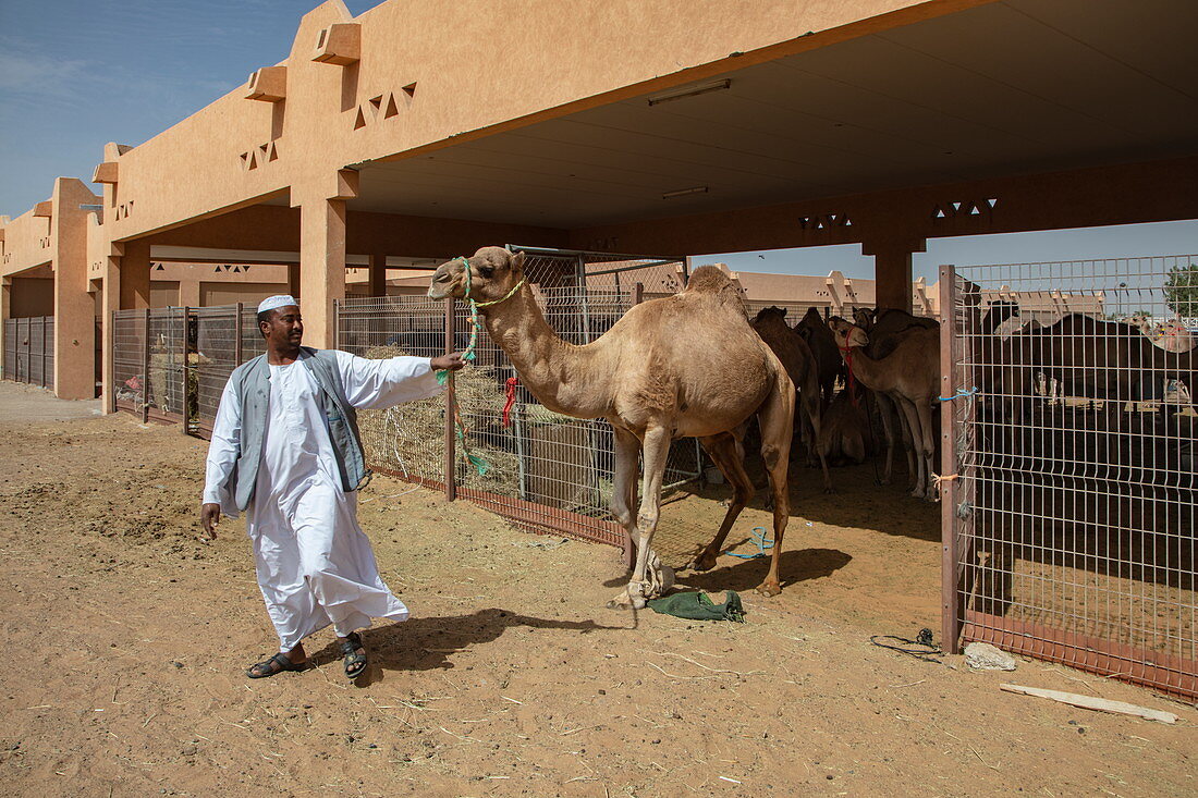 Mann führt Dromedar von einem Stall auf dem Al Ain Kamelmarkt, Al Ain, Abu Dhabi, Vereinigte Arabische Emirate, Naher Osten