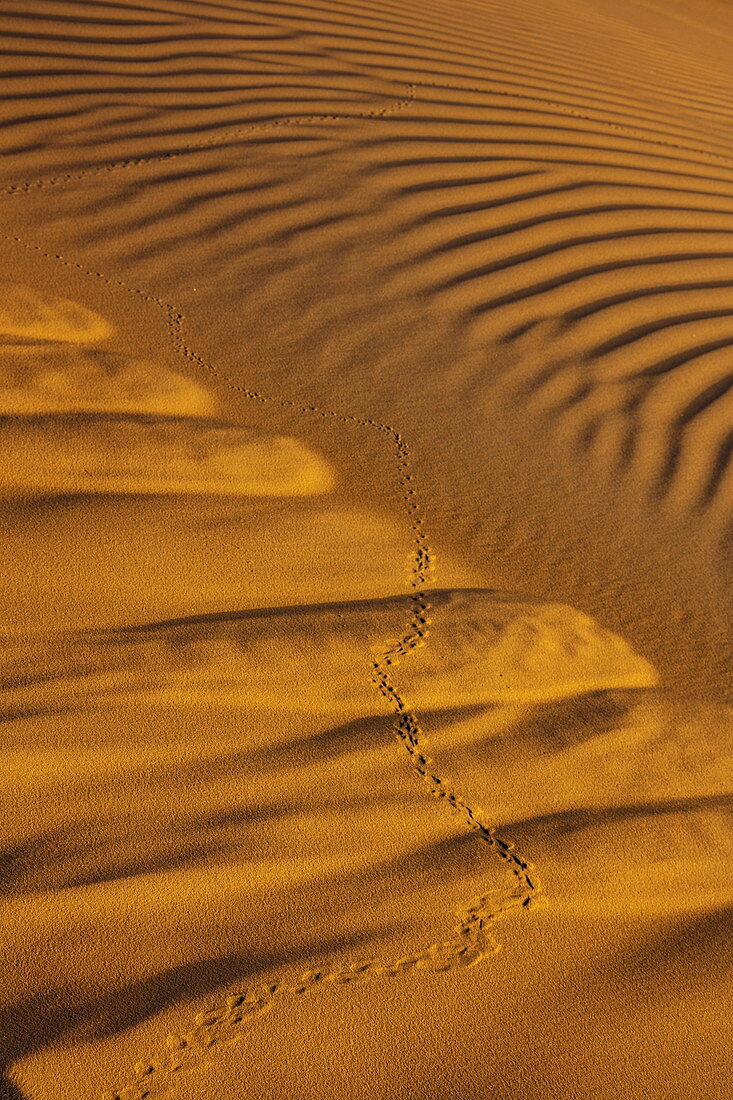 Spuren und Muster auf Sanddünen außerhalb Arabian Nights Village Wüstenresort in der Abenddämmerung, Arabian Nights Village, Razeen Area von Al Khatim, Abu Dhabi, Vereinigte Arabische Emirate, Emirate, Naher Osten