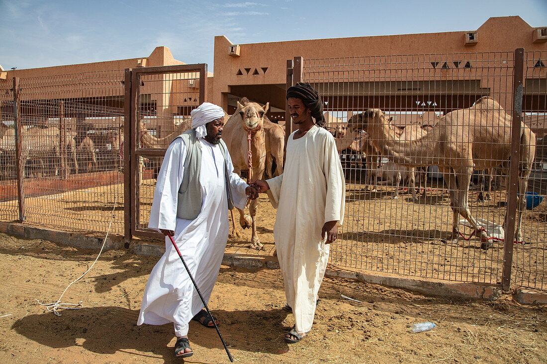 Zwei Männer und Dromedare auf dem Al Ain Kamelmarkt, Al Ain, Abu Dhabi, Vereinigte Arabische Emirate, Naher Osten