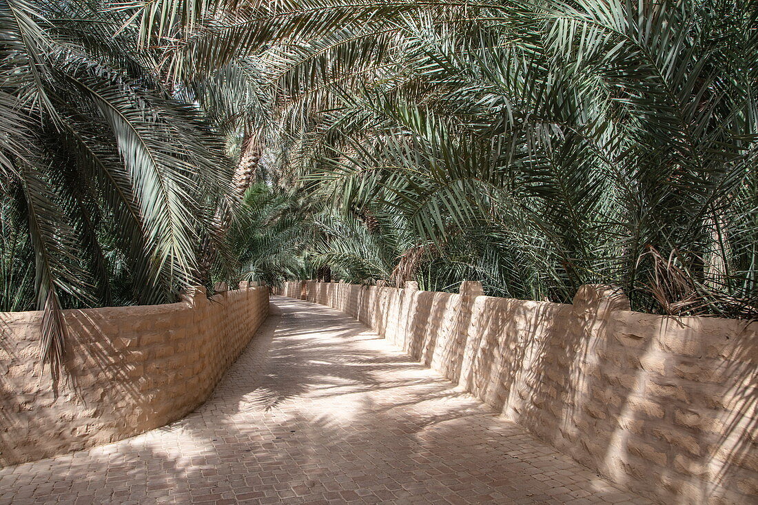 Von Dattelpalmen gesäumter Weg in der Oase Al Ain, Al Ain, Abu Dhabi, Vereinigte Arabische Emirate, Naher Osten